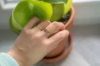 Ting Goods Ring Imagine Messing