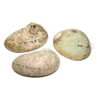 Phoenix Räucherunterlage Abalone Muschel Haliotis diversicolor S