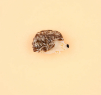 Coucou Suzette Haarklammer Igel mini
